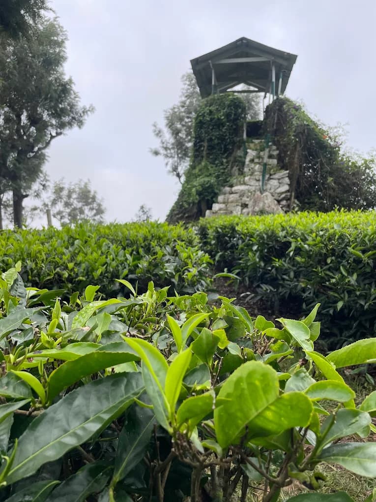 The Colonial Crown image 4