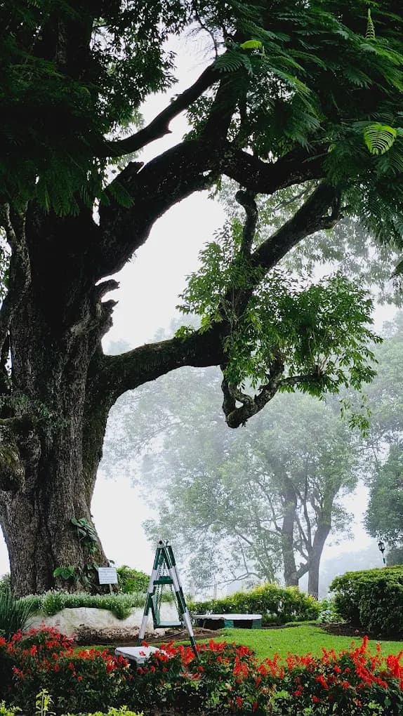 The Colonial Crown image 7