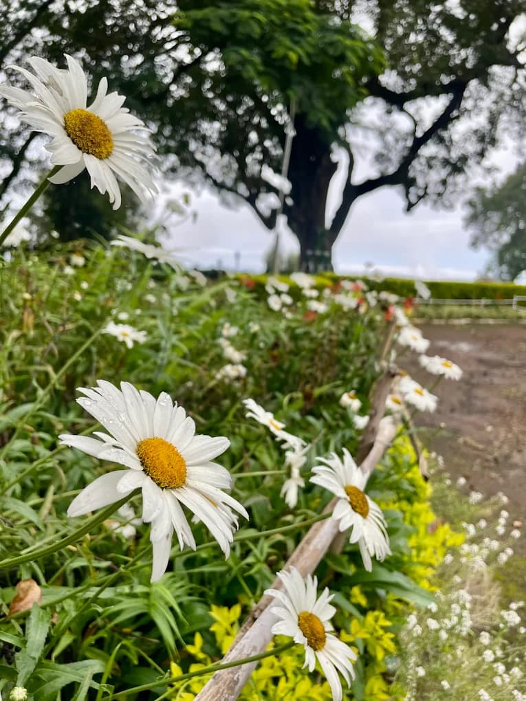 The Colonial Crown image 8