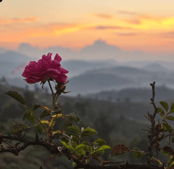 The Sunset Sonata image 19